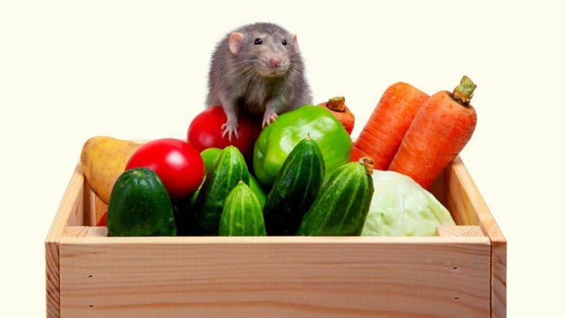   Alternatyvios daržovės žiurkėms