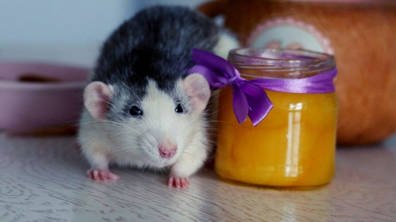 Les rats peuvent-ils manger du miel ?
