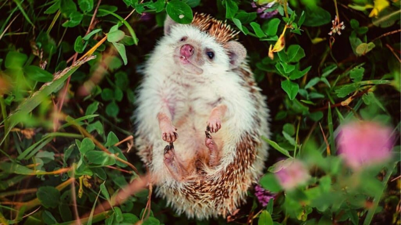   Hedgehog na nakahiga sa isang patlang ng mga bulaklak