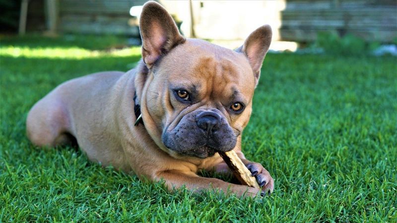 15 geriausių ilgai trunkančių kramtomųjų šunų kramtymų: kiekvieną dieną aš esu „Chompin“!