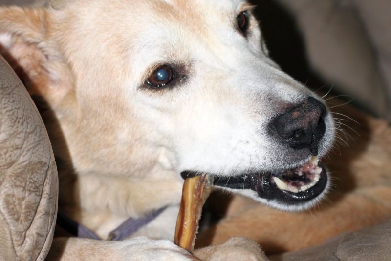 Bully Sticks pour Chiens