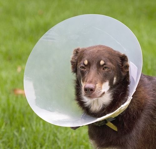 Pinakamahusay na Mga Dog Cone at E-Collar upang Makatulong Sa Pagpapagaling