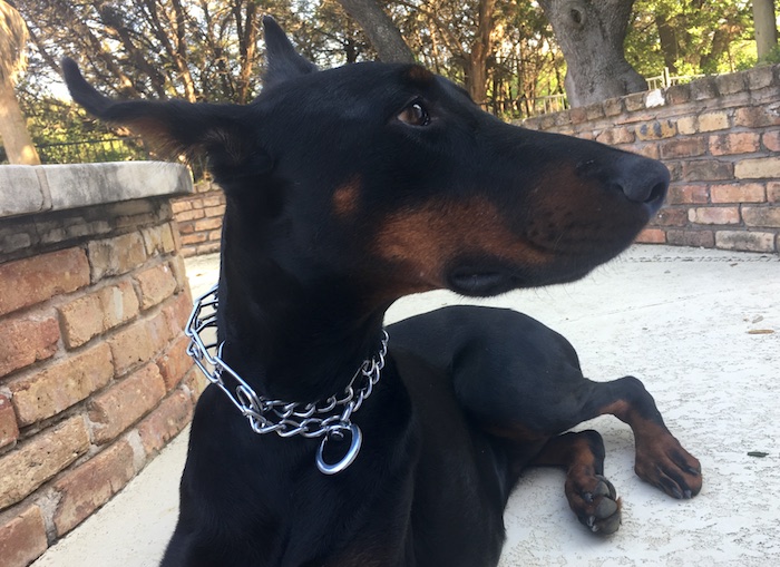 chien portant un collier à griffes
