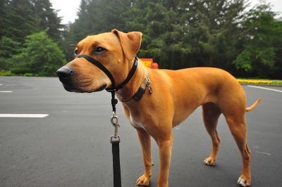 Conducătorul blând față de hamul pentru câini Easy Walk: Care este potrivit pentru câinele tău?