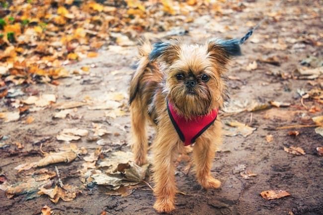 最高の犬のハイキングハーネス：犬の冒険のための安全の必需品！