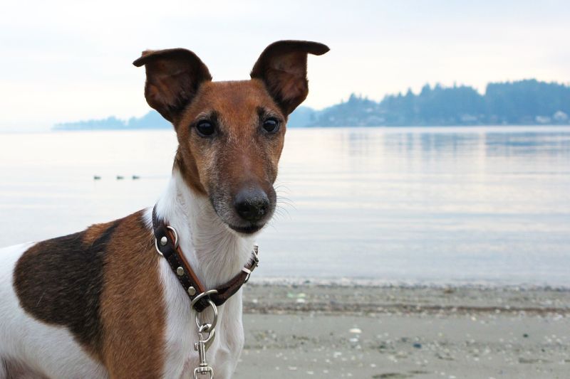 10の最も快適な犬の首輪：あなたの犬を快適に保ちましょう！