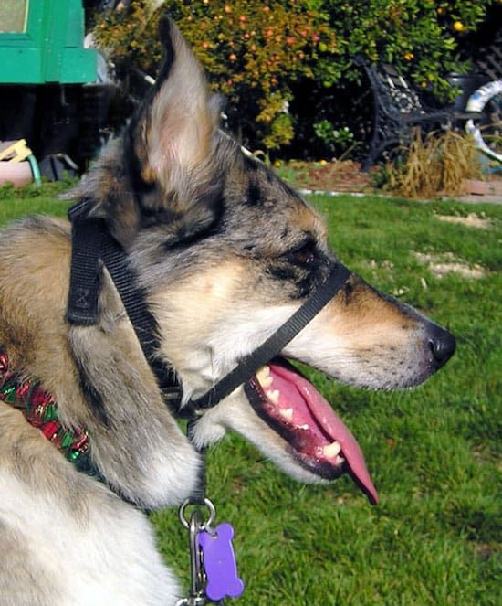 Geriausi šunų galvos apkabos: vaikščiojimo be traukos metodas