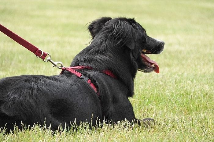 chew-proof-dog-harness