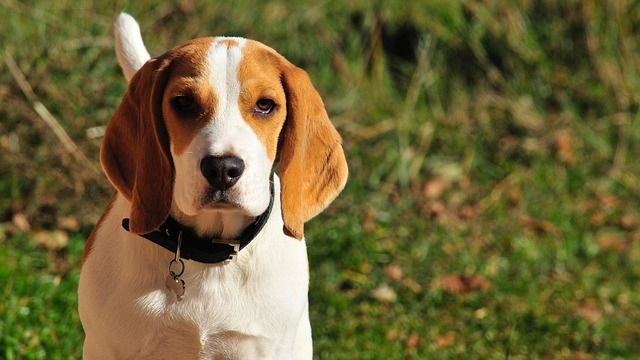 Beagle zum Wandern