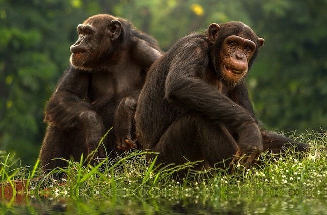 schwuler Bonobo