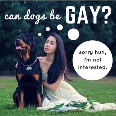 czy psy mogą być gejami?