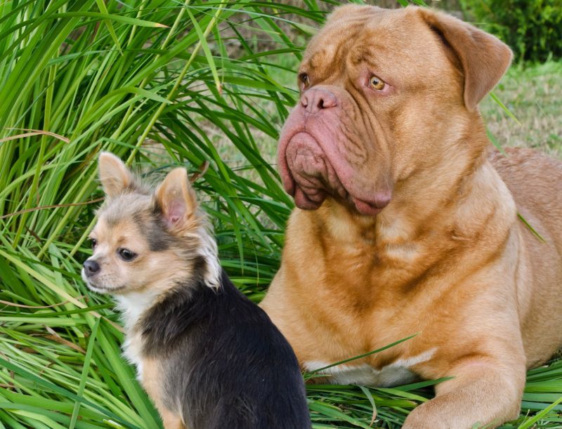 malí psi žijú dlhšie ako veľkí psi