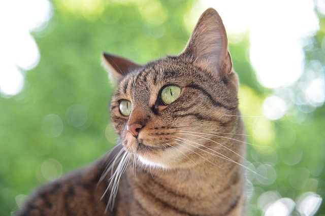 L'herbe à chat pour chiens : existe-t-elle ?