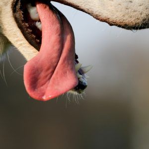 hundens tunge