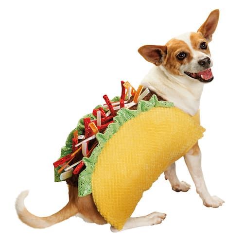 trang phục halloween con chó taco