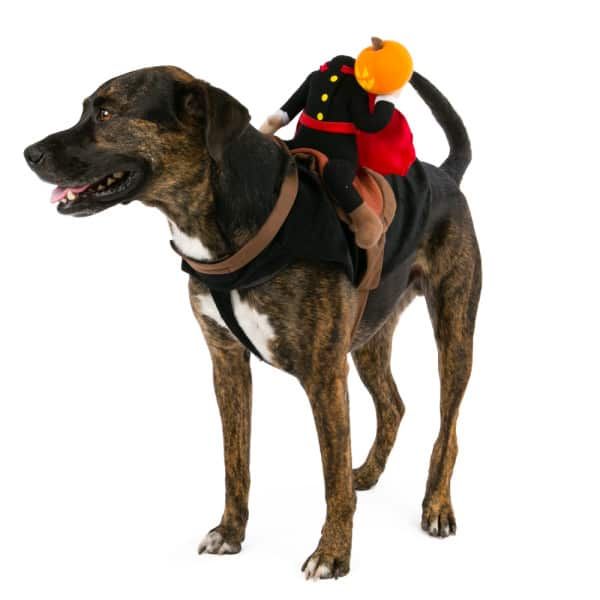 halloween kostume til hund
