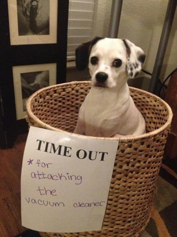 कुत्ते को शर्मसार करने वाली तस्वीरें