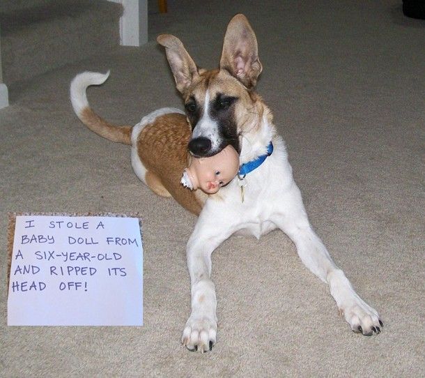अजीब कुत्ता शर्मनाक छवि