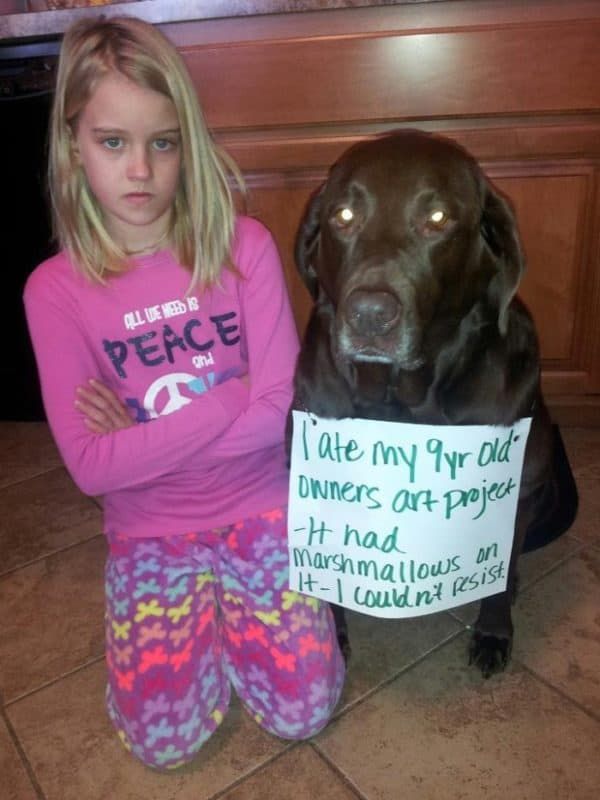 смешни снимки за срамни кучета