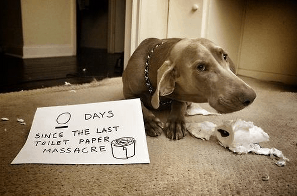 17 photos hilarantes de honte de chien