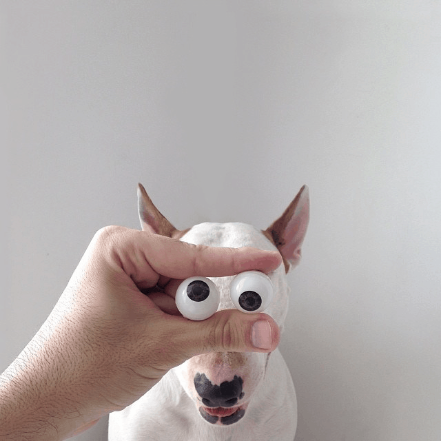 anjing bola mata