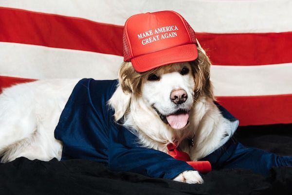 chiens déguisés en Donald Trump