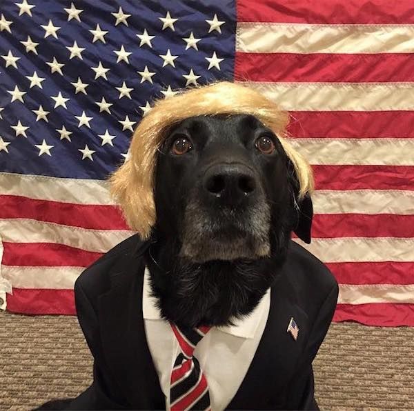 Donald Trump chien habillé