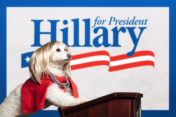 пас обучен као Хиллари Цлинтон
