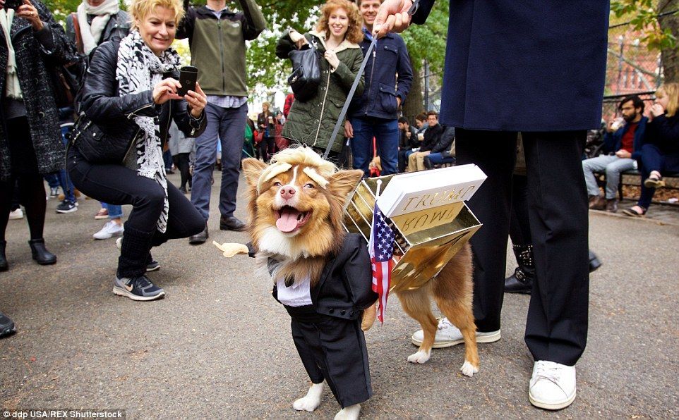 10 كلاب يرتدون زي المرشحين الرئاسيين دونالد ترامب وهيلاري كلينتون!