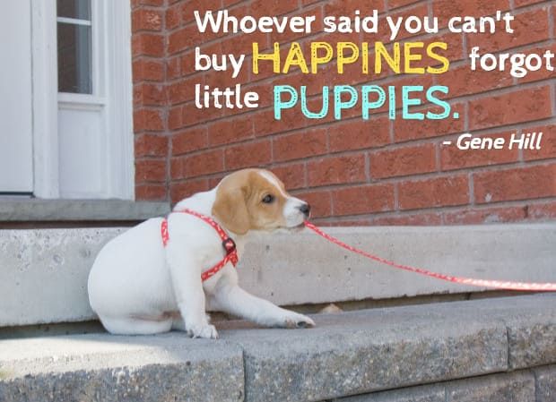 schattige puppy citaten
