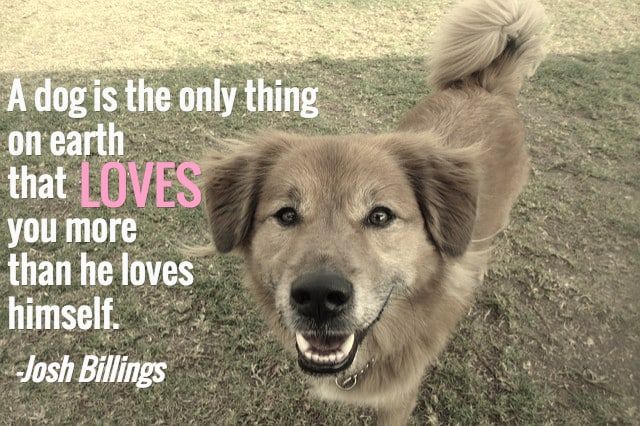 hund citat kärlek