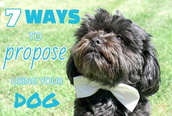 7 måder at bruge din hund i dit forslag