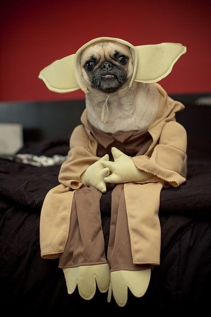 Star Wars Hundekostüm
