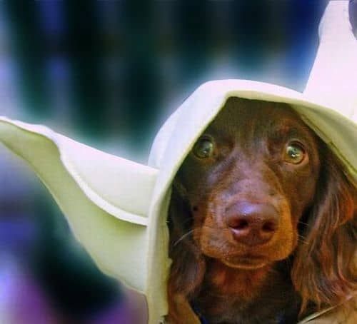déguisement star wars yoda pour chien