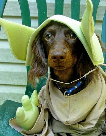Hunde-Yoda-Kostüm
