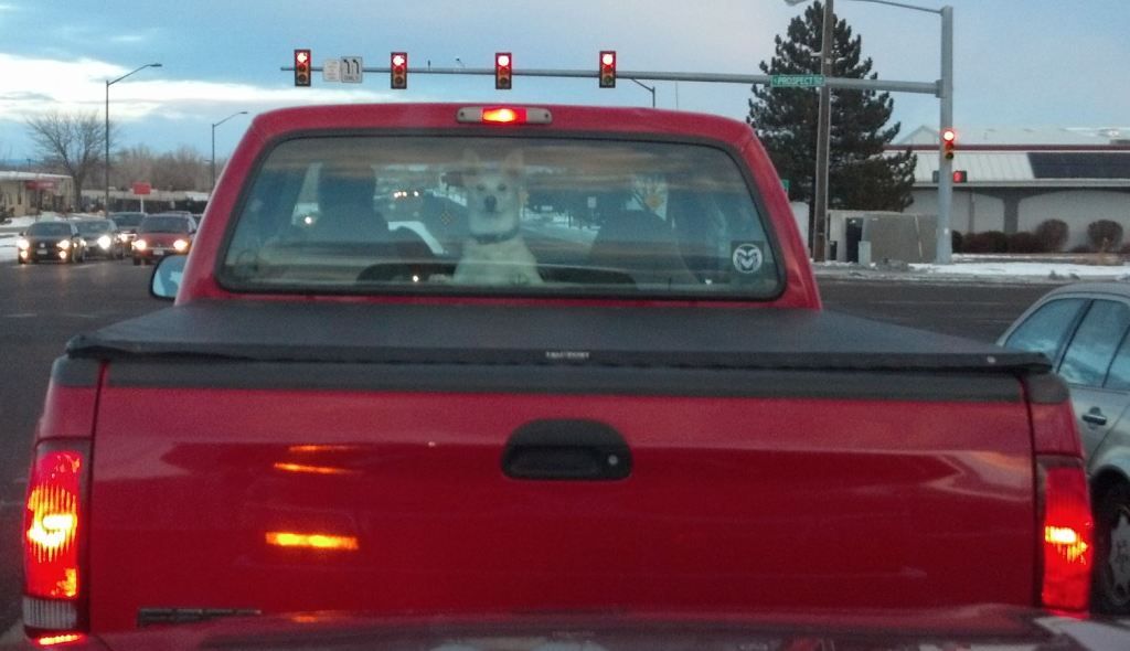 pes v aute za sebou