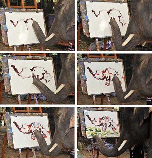 maľba slona