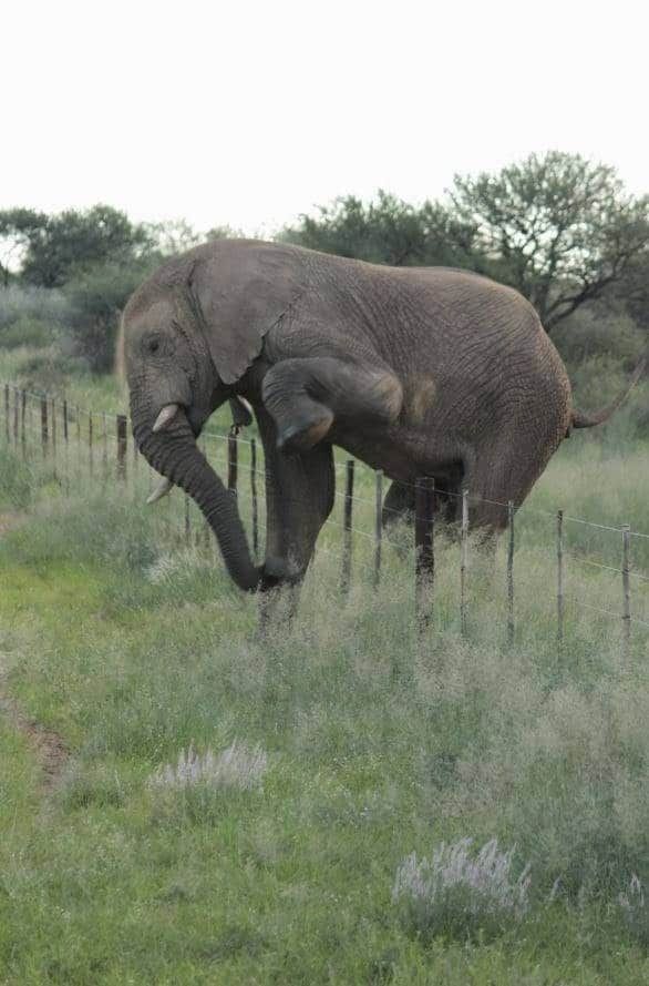 zdvorilý slon