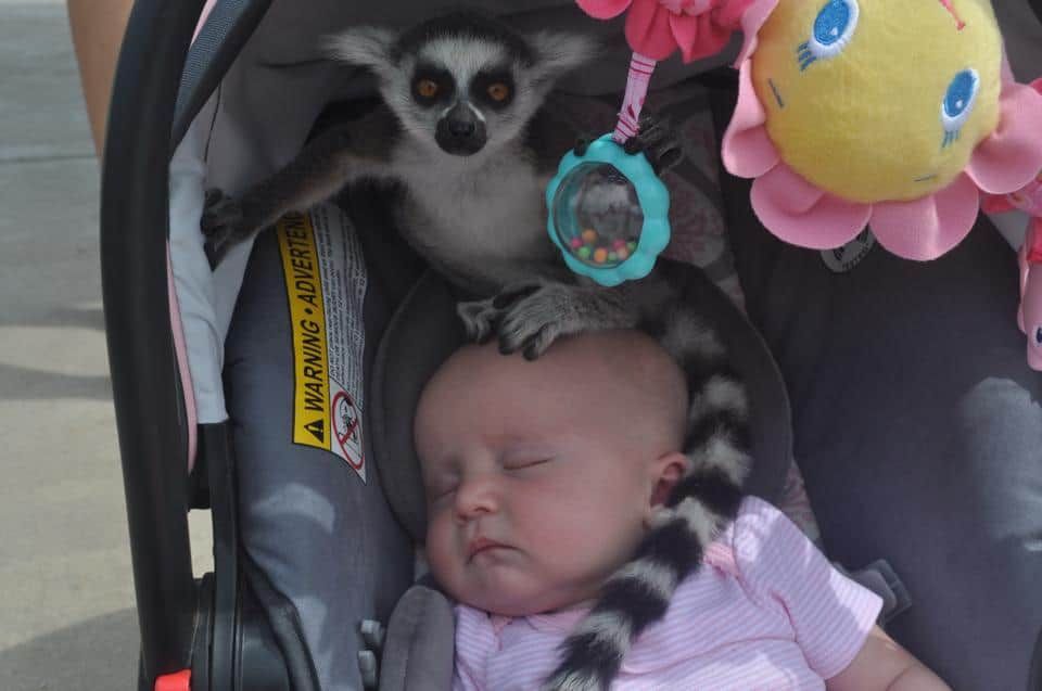 lemur dieťa