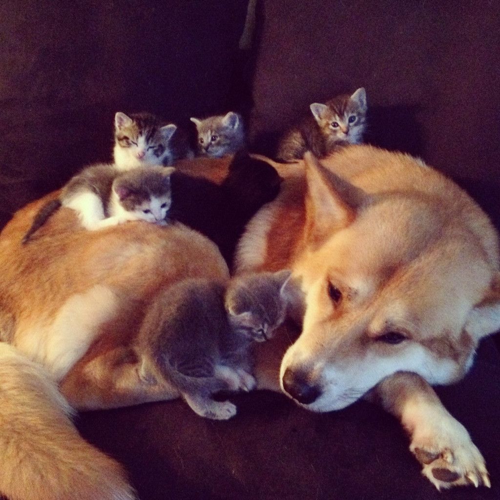 pes s mačiatkami