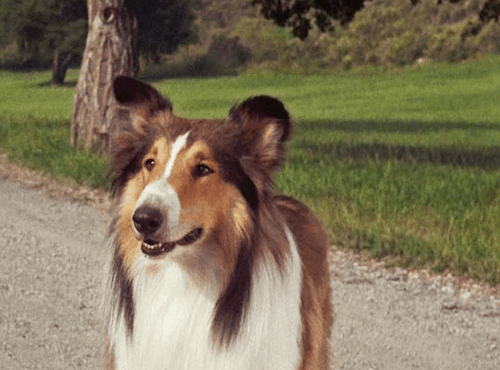 أي نوع من الكلاب هو lassie