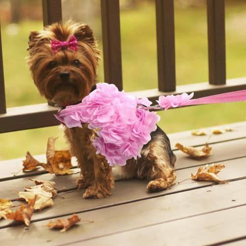 harnais floral pour chien