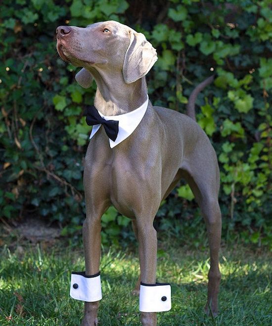 10 pièces adorables de tenue de mariage pour chien