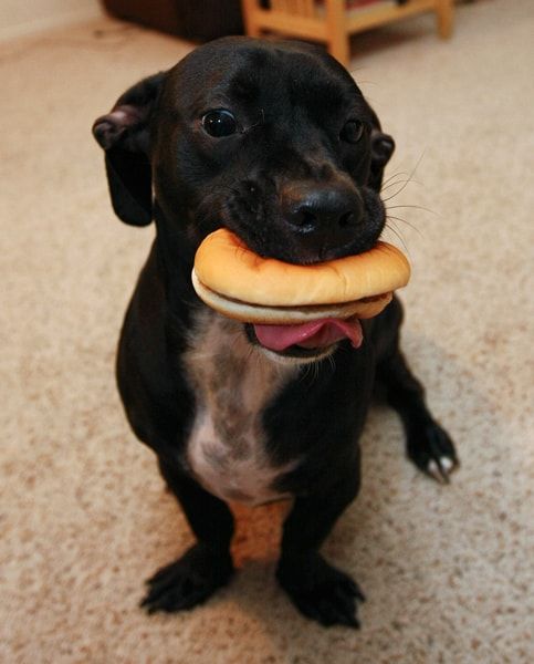 hamburger de chien