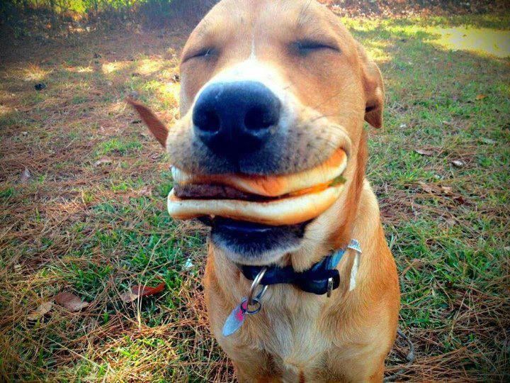 Hund genießt Cheeseburger