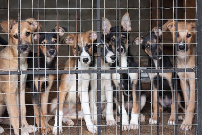7 vecí, ktoré potrebujete vedieť pred prijatím záchranného psa pre šteňatá