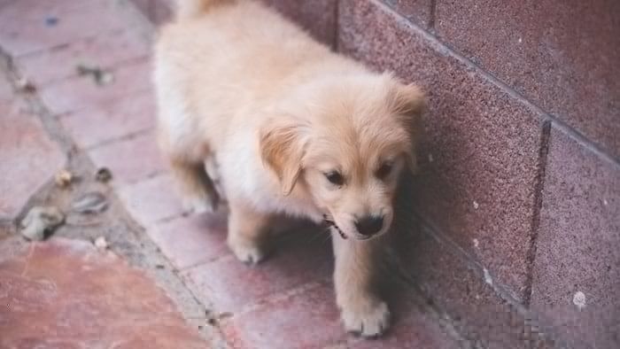 schattige-kleine-puppy