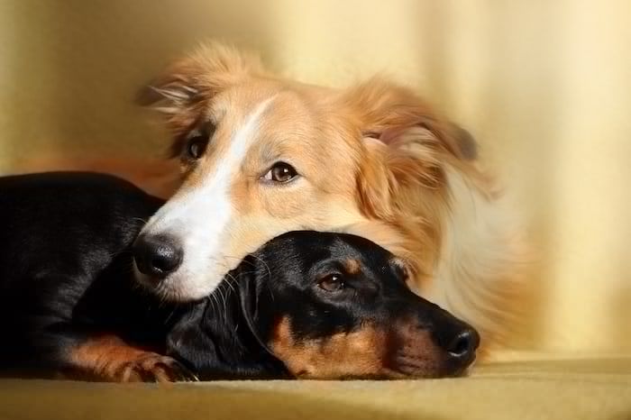 twee honden knuffelen