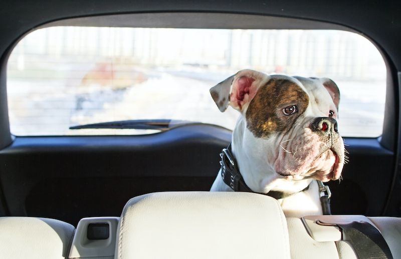 vystrašený pes v aute