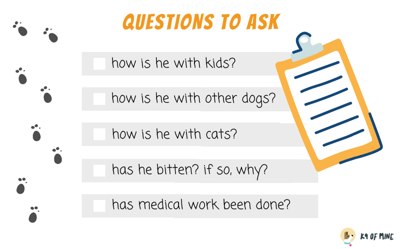 klausimų, kuriuos reikia užduoti priimant šunį
